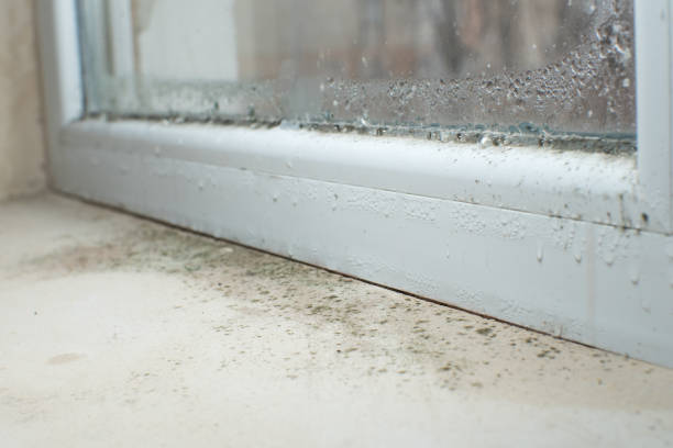 Professional Mold Inspection, Removal & Remediation in Aptos Hills Larkin Valley, CA